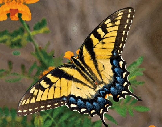 3D magnet swallowtail butterfly (25)
