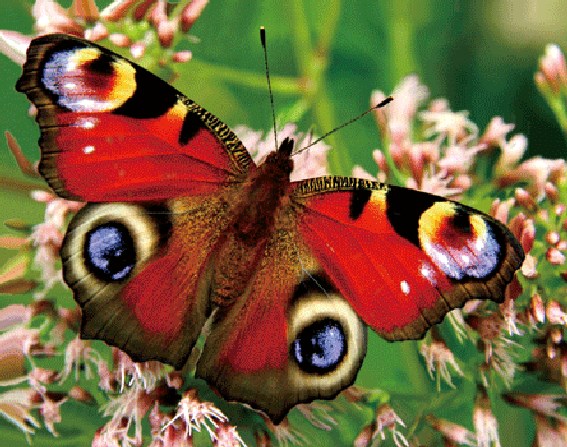 3D magnet peacock butterfly (25)