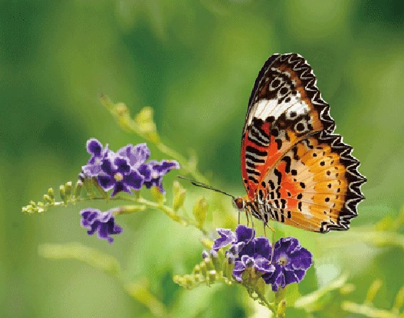 3D magnet leopard lacewing butterfly