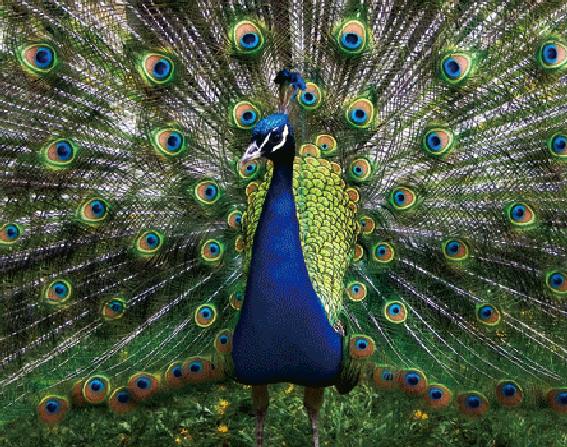3D magnet peacock (25)