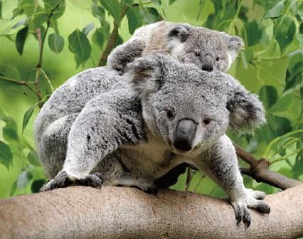 3D magnet koalas (25)