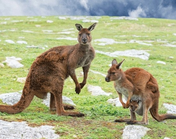 3D magnet kangaroos (25)