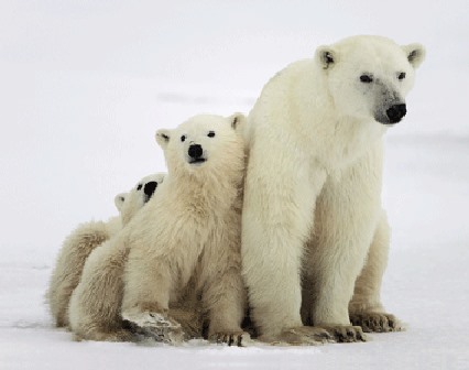3D magnet polar bear family (25)