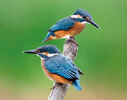 3D magnet kingfishers (25)