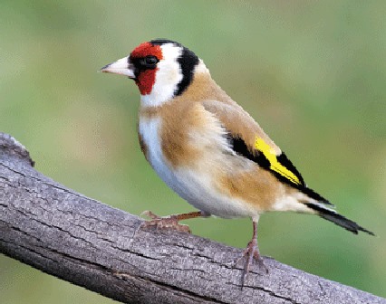 3D magnet goldfinch (25)