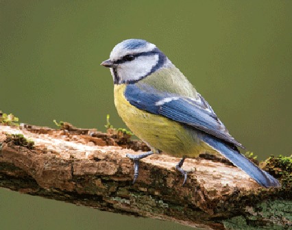 3D magnet bluetit (25)