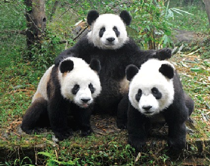3D Magnet Panda Familie (25)