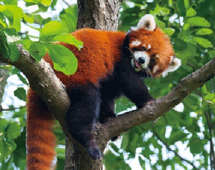3D magnet red panda (25)