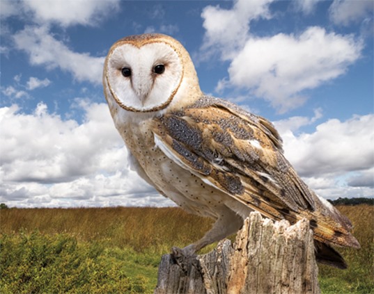 3D Magnet Schleiereule (25)