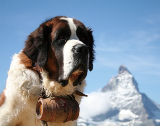 3D Magnet Bernhardiner (25)