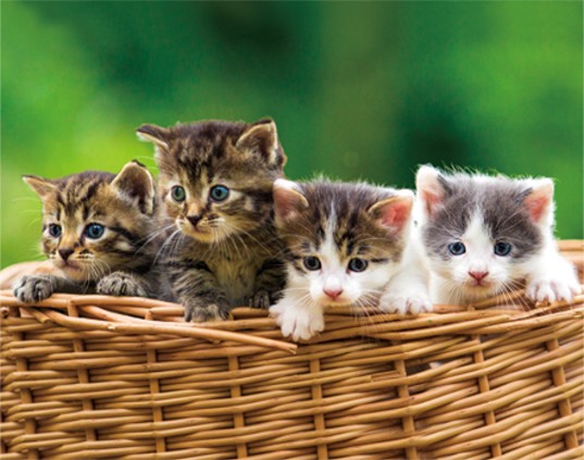 3D Magnet Kätzchen (25)