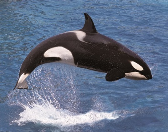 3D magnet orca (25)