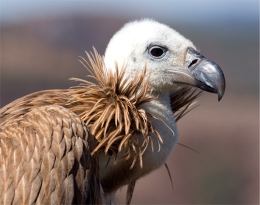 3D magnet vulture (25)