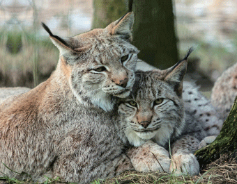 3D Magnet Luchse (25)