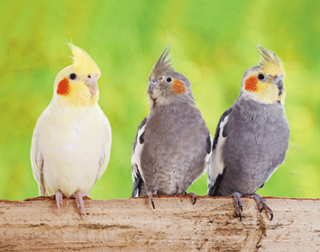 3D Magnet Nymphensittiche (25)