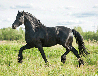 3D Magnet Pferd schwarz (25)