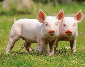 3D Magnet Ferkel (25)