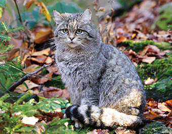 3D Magnet Wildkatze (25)