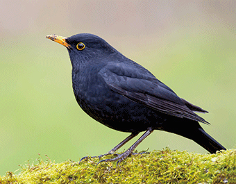 3D Magnet Amsel (25)