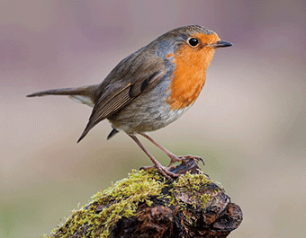 3D Magnet Rotkehlchen (25)