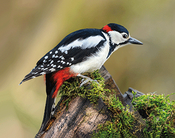 3D Magnet Buntspecht (25)