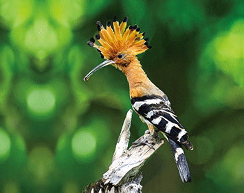 3D magnet hoopoe (25)