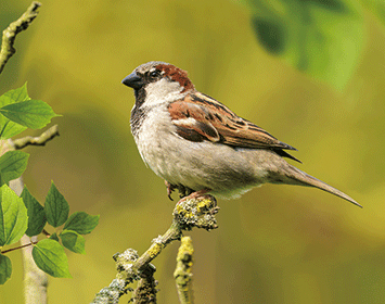 3D Magnet Spatz (25)