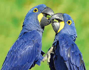 3D magnet hyacinth macaws (25)