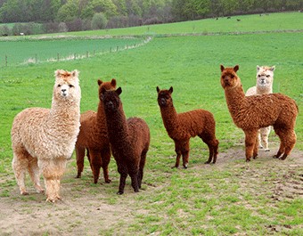 3D magnet alpacas (25)