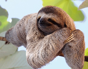 3D magnet sloth (25)