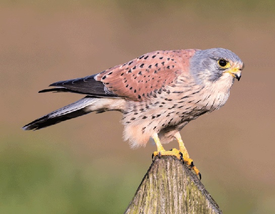 3D magnet falcon (25)