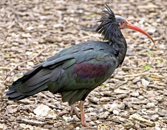 3D magnet waldrapp (25)