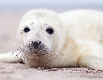 3D magnet seal pup (25)