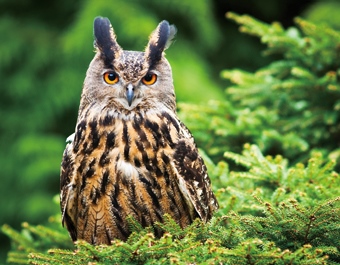 3D magnet eagle owl (25)