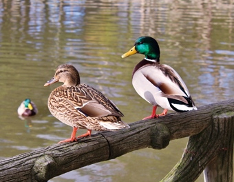 3D magnet pair of ducks (25)