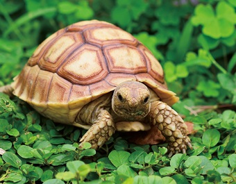 3D magnet tortoise (25)