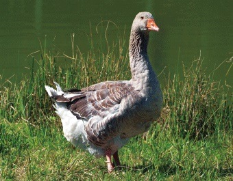 3D Magnet Gans (25)