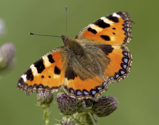 3D Magnet Kleiner Fuchs (25)