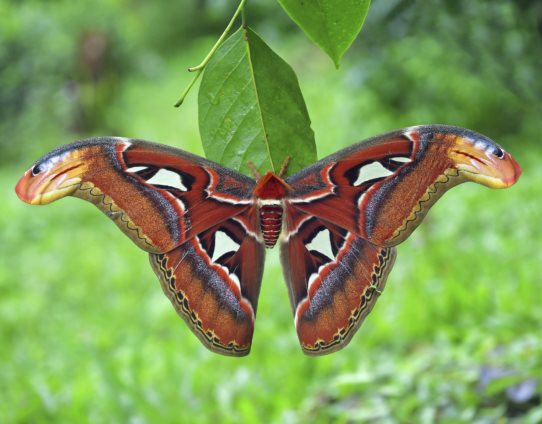 3D magnet atlas moth (25)