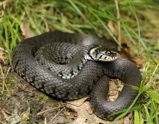 3D Magnet Ringelnatter (25)