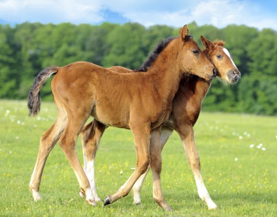 3D Magnet Fohlen (25)