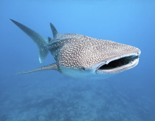 3D Magnet Walhai (25)