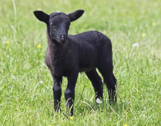 3D Magnet schwarzes Suffolk Schaf