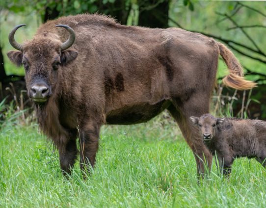 3D Magnet Wisente (25)