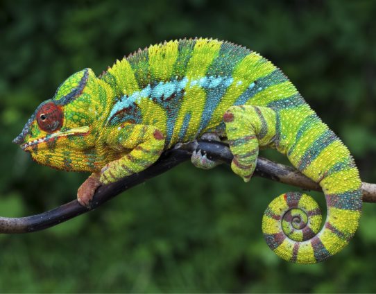 3D Magnet Chamäleon (25)