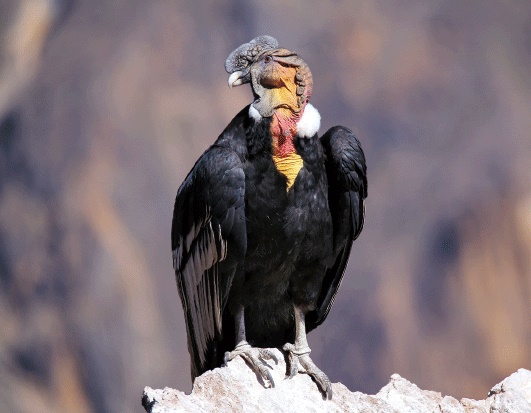 3D Magnet Kondor (25)