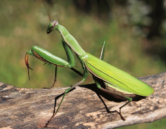 3D Magnet Gottesanbeterin (25)