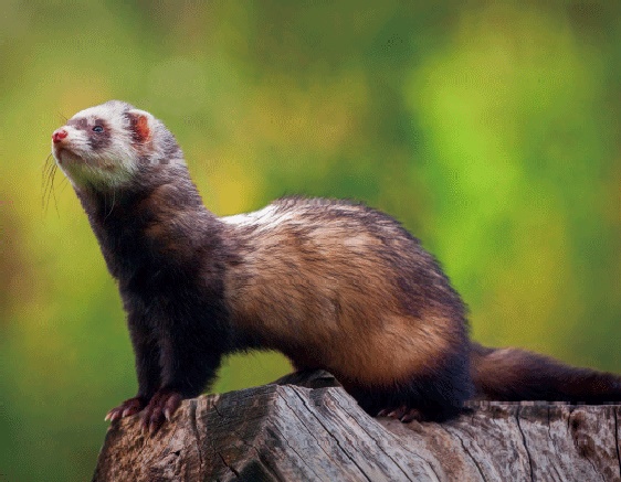 3D Magnet Frettchen (25)