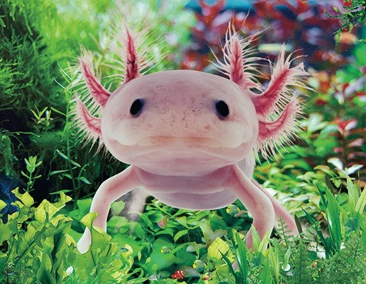 3D Magnet Axolotl (25)