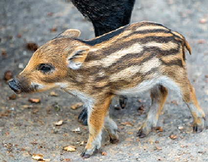 3D Magnet Frischling (25)